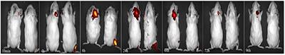 Comparison of the Pathway to the Inner Ear Between Postauricular and Intramuscular Injection of Dexamethasone in Guinea Pigs